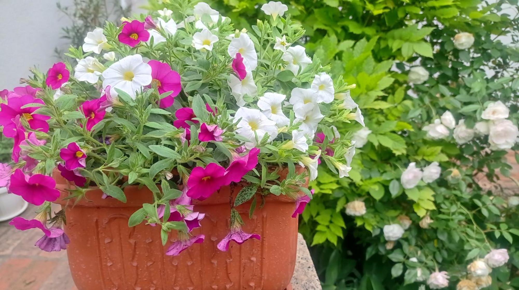 Belgrade Apartment Happy Garden Eksteriør bilde